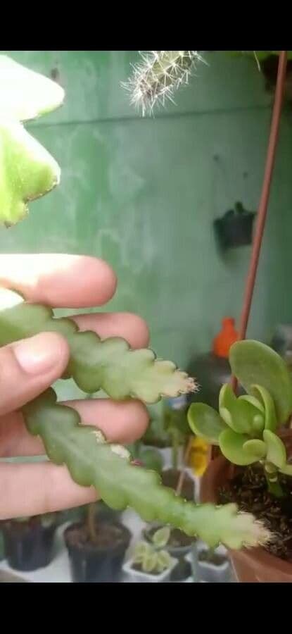 Cactus grimpant 18