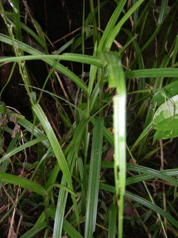 Scleria a piccoli frutti 9