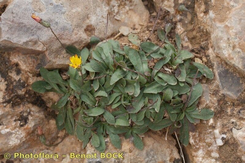 Hypochaeris 2