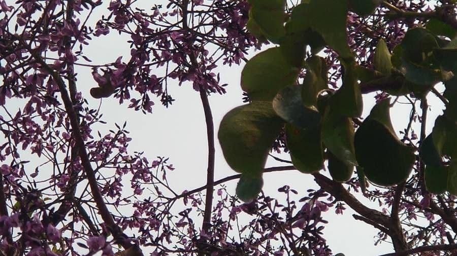 Vitex megapotamica 5