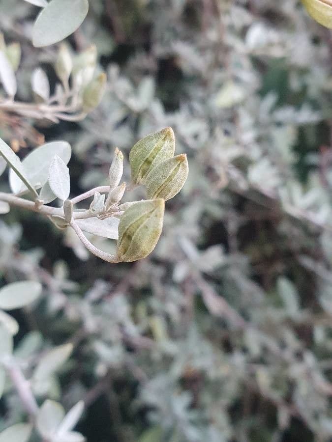 Cadaba farinosa 2
