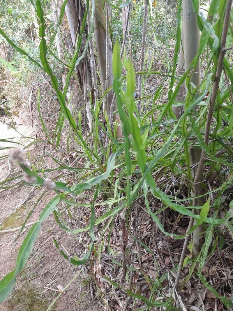 Baccharis trimera 13
