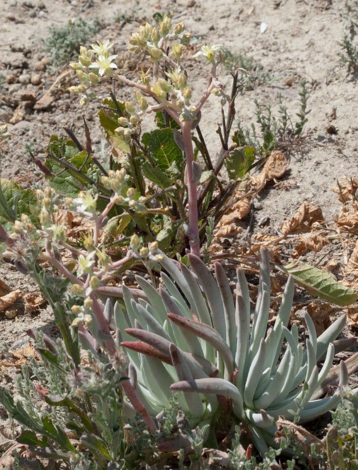 Dudleya 8