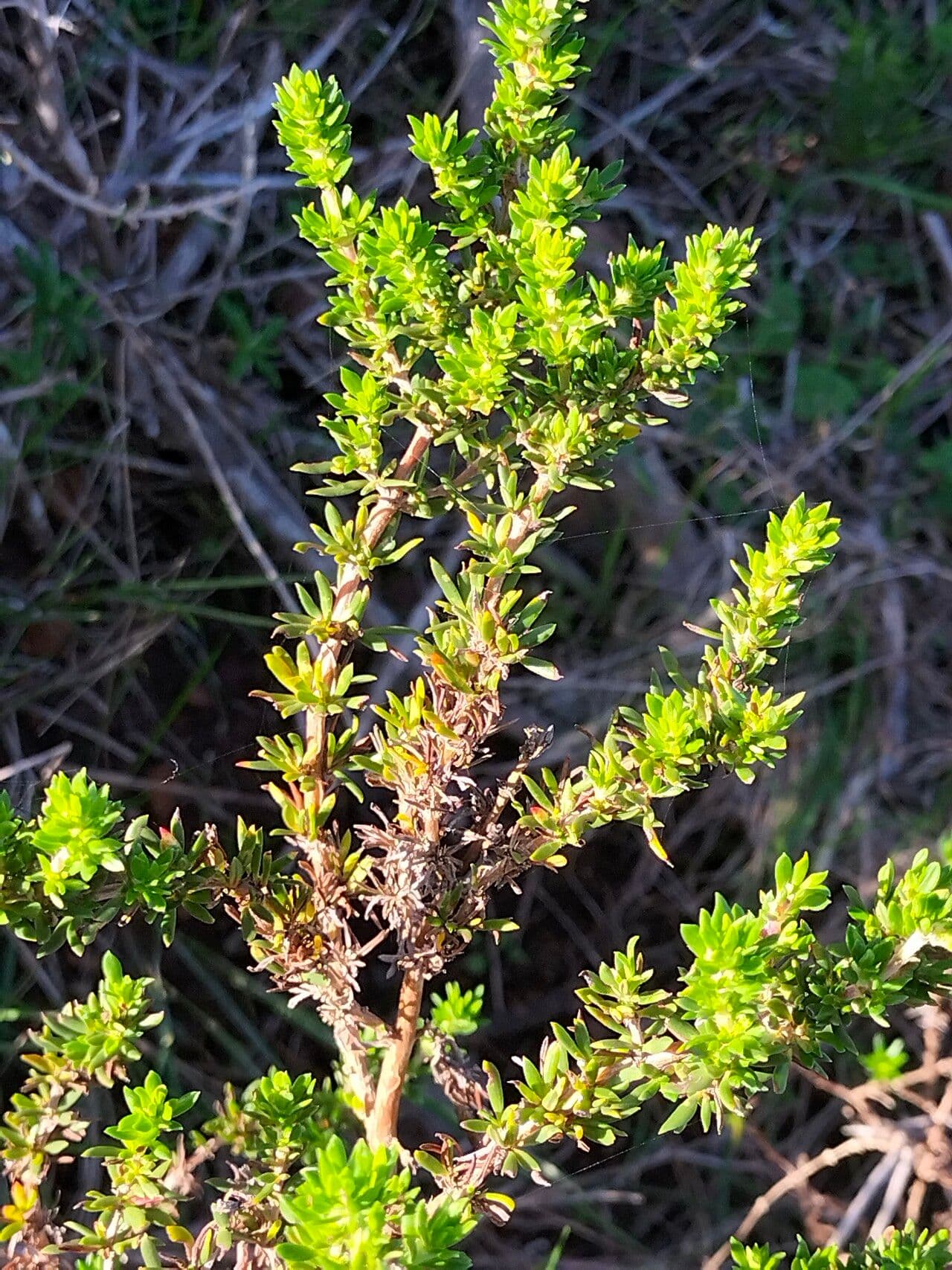 Anthospermum aethiopicum 2