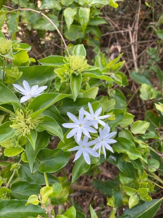 Jasmin multiflore