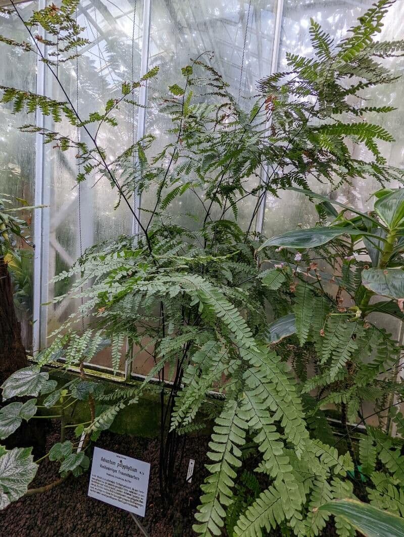 Helecho culantrillo 6