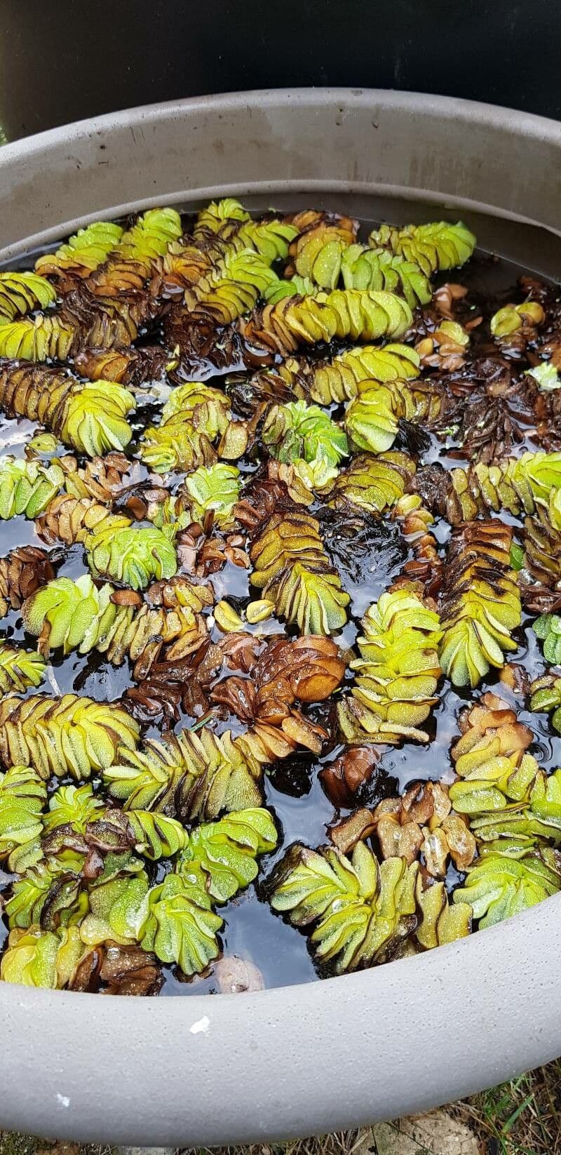 Salvinia ucholistá 5