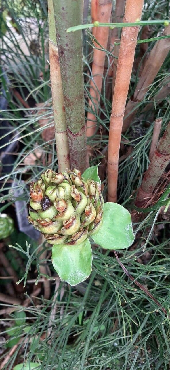 Costus africano