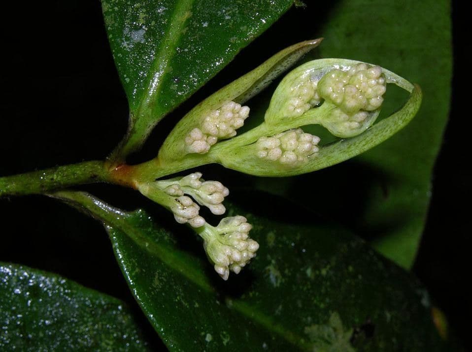 Ardisia 5