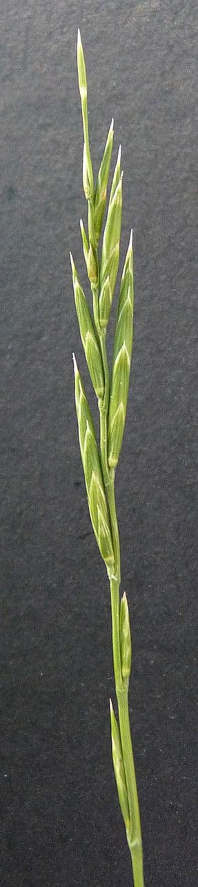 Brachypode penné 29