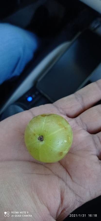 Amla