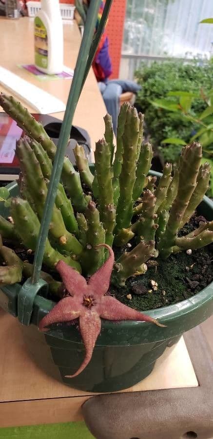 Stapelia 9