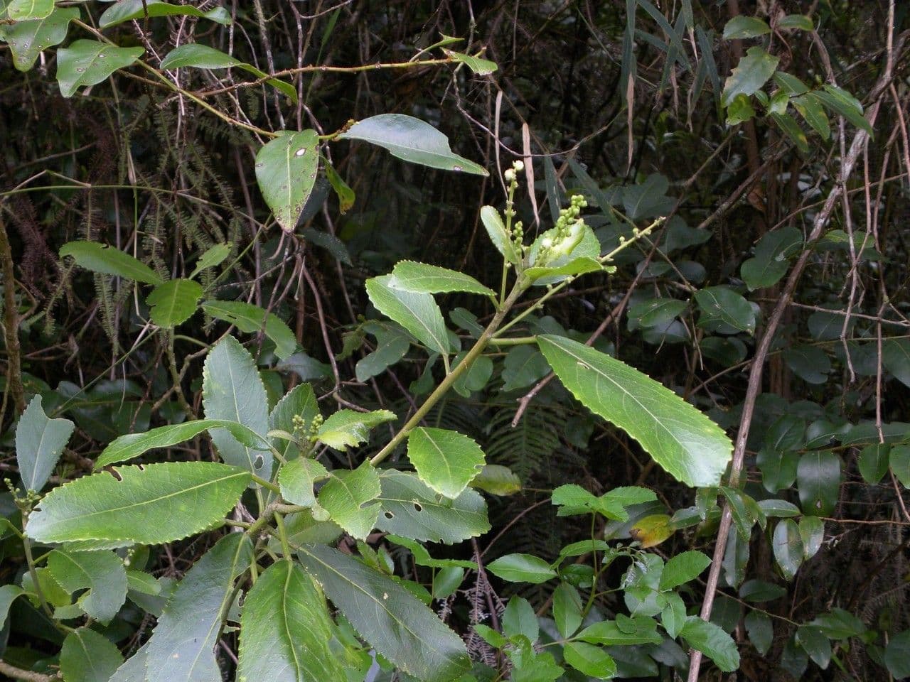 Claoxylon 14