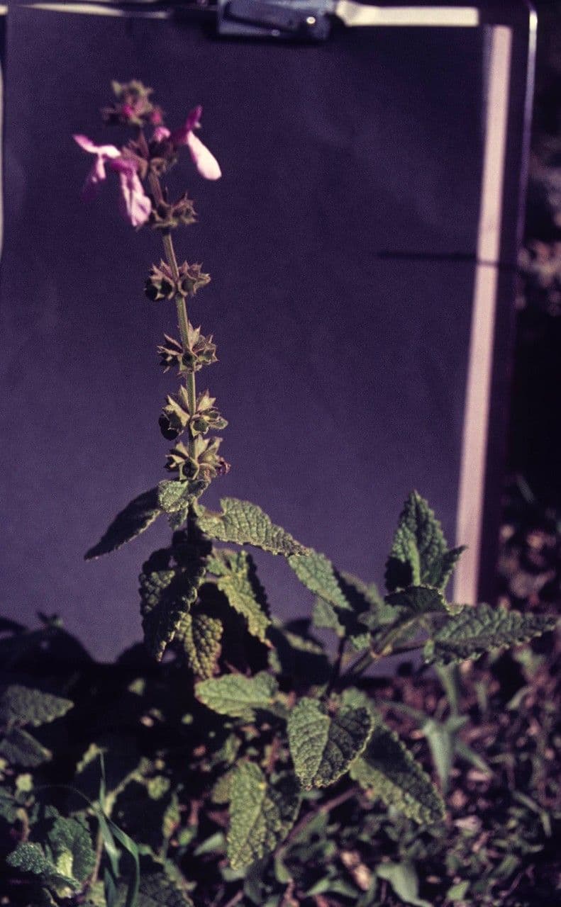 Stachys bullata 6