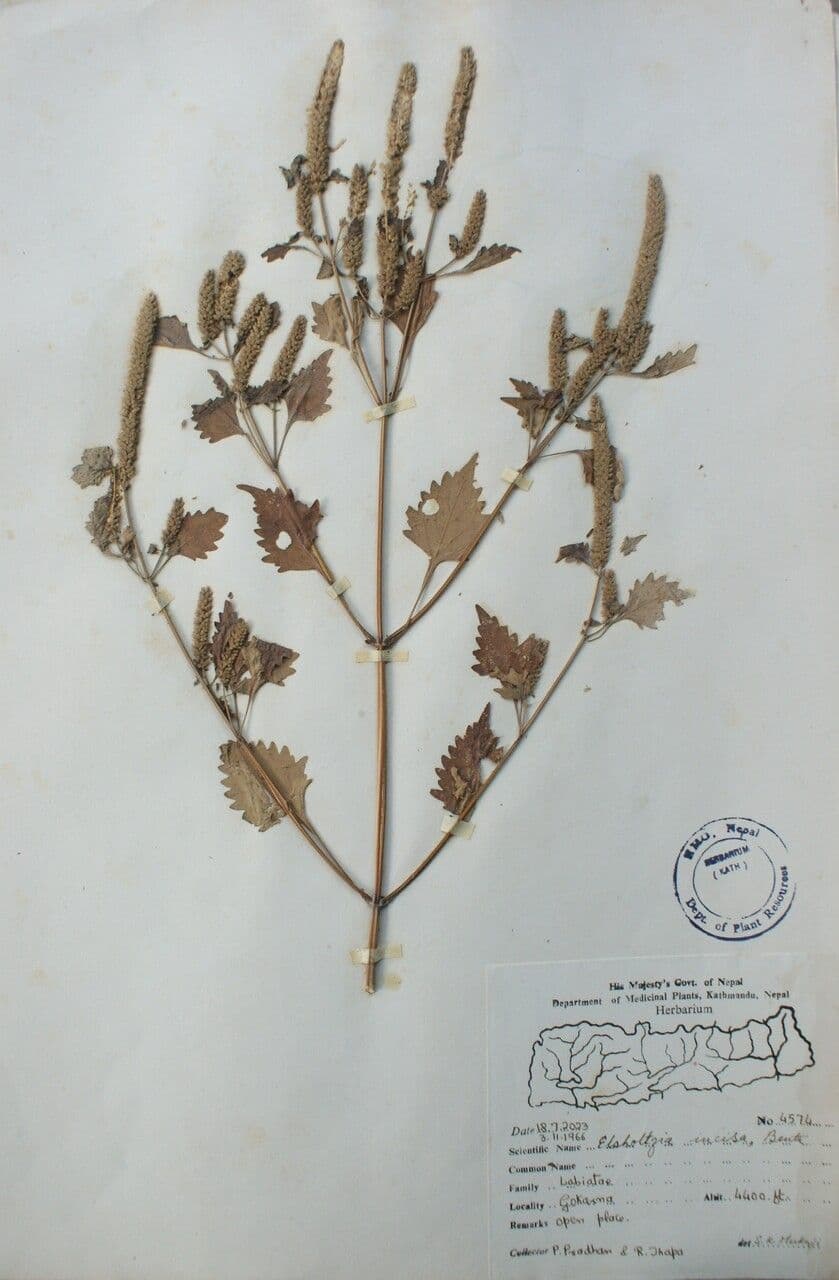 Elsholtzia 5
