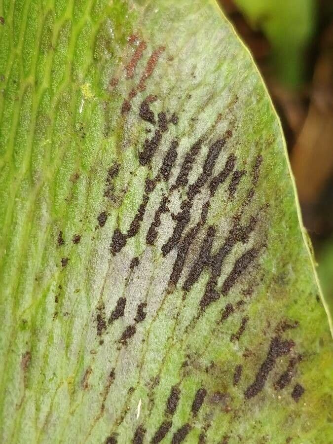 Antrophyum