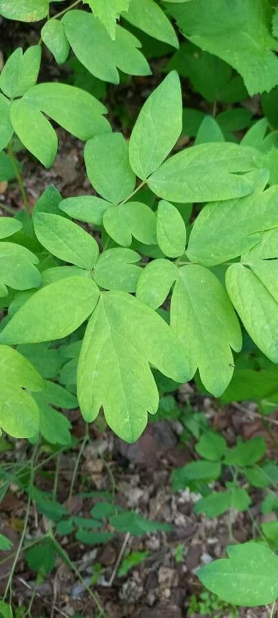 Caulophyllum 18