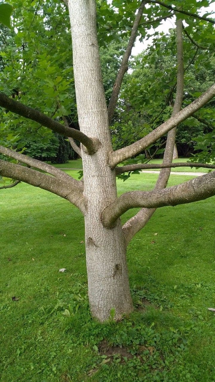 Chinesischer Tulpenbaum 10