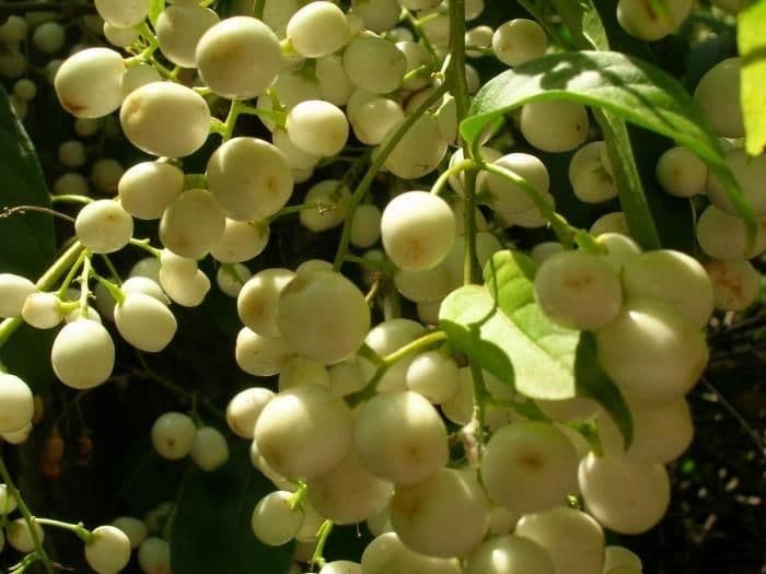 Cestrum nocturno 4