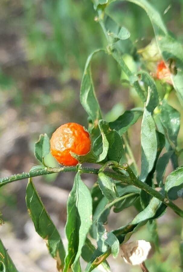 Paprika čako