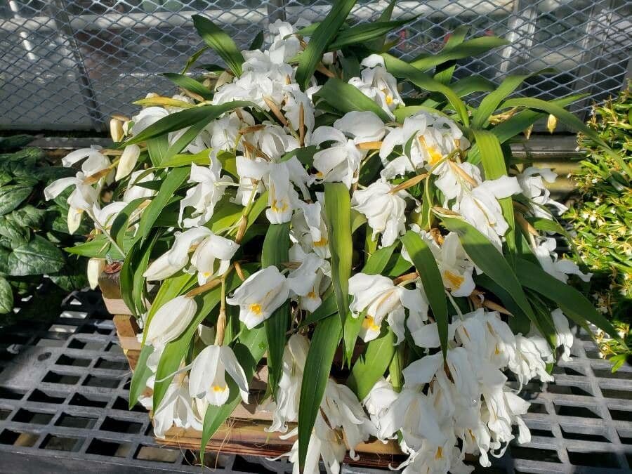 Coelogyne 7