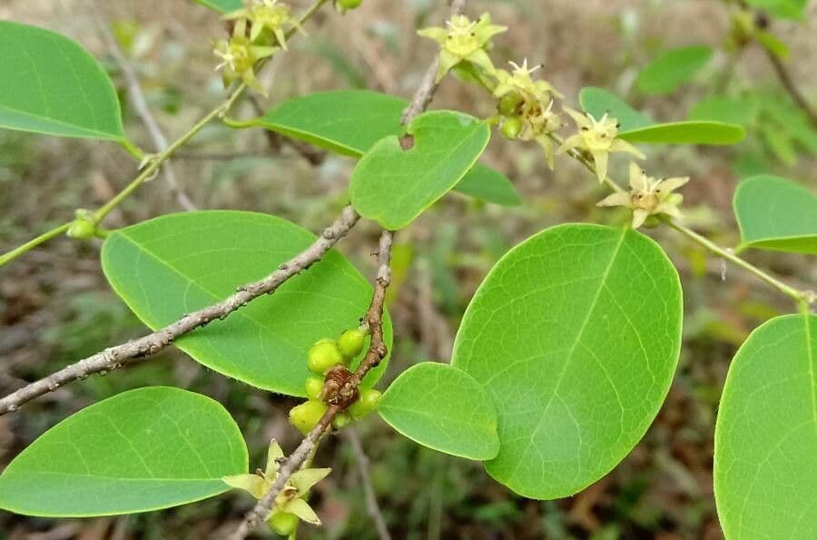 Cleistanthus 2