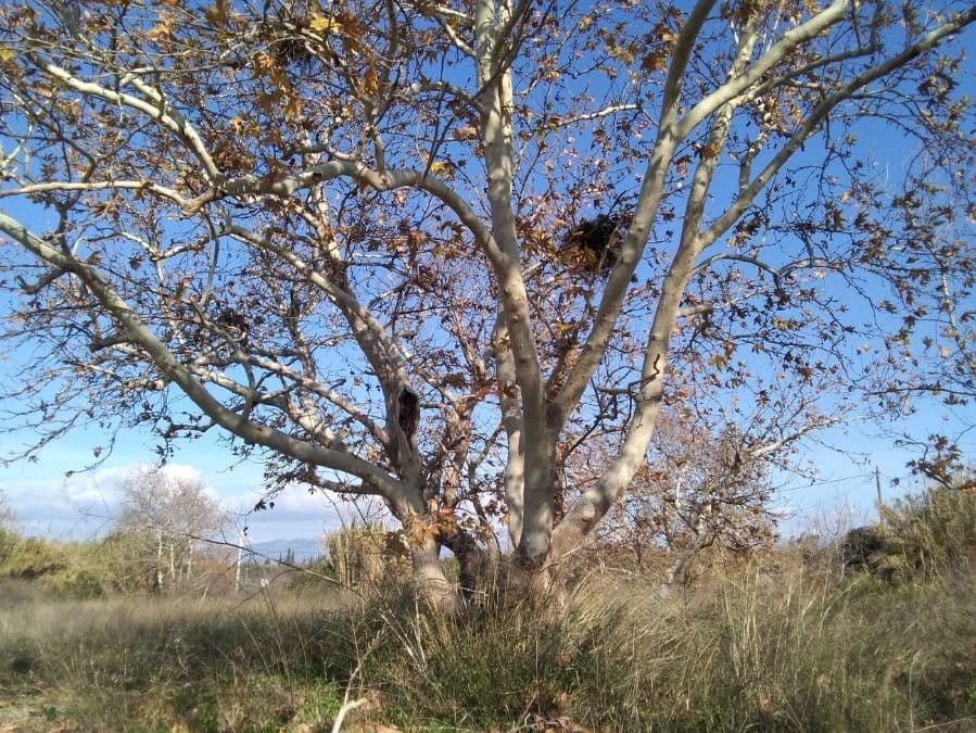 Platanus orientalis 15