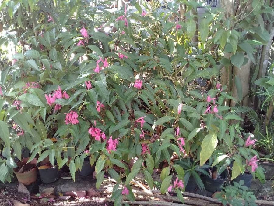 Monardella linoides 2