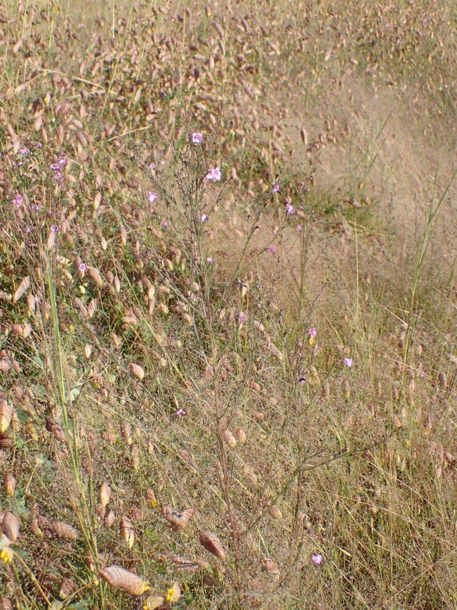 Micrargeria filiforme 8