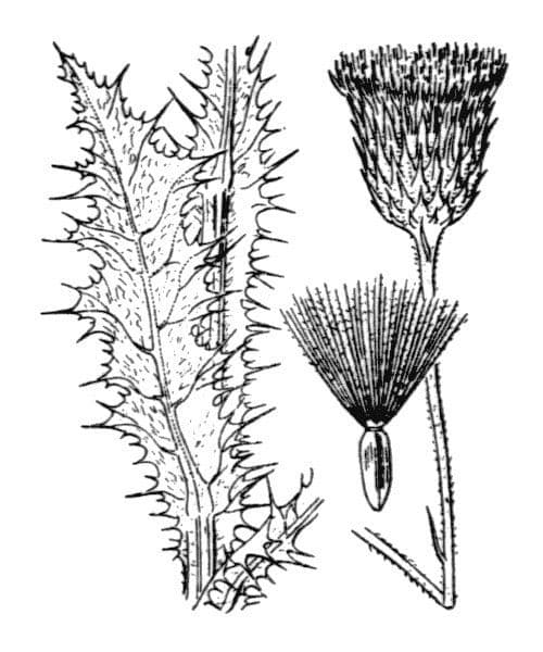 Weißgefleckte Distel 30