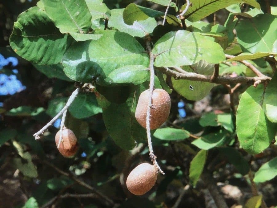 Neocarya 3