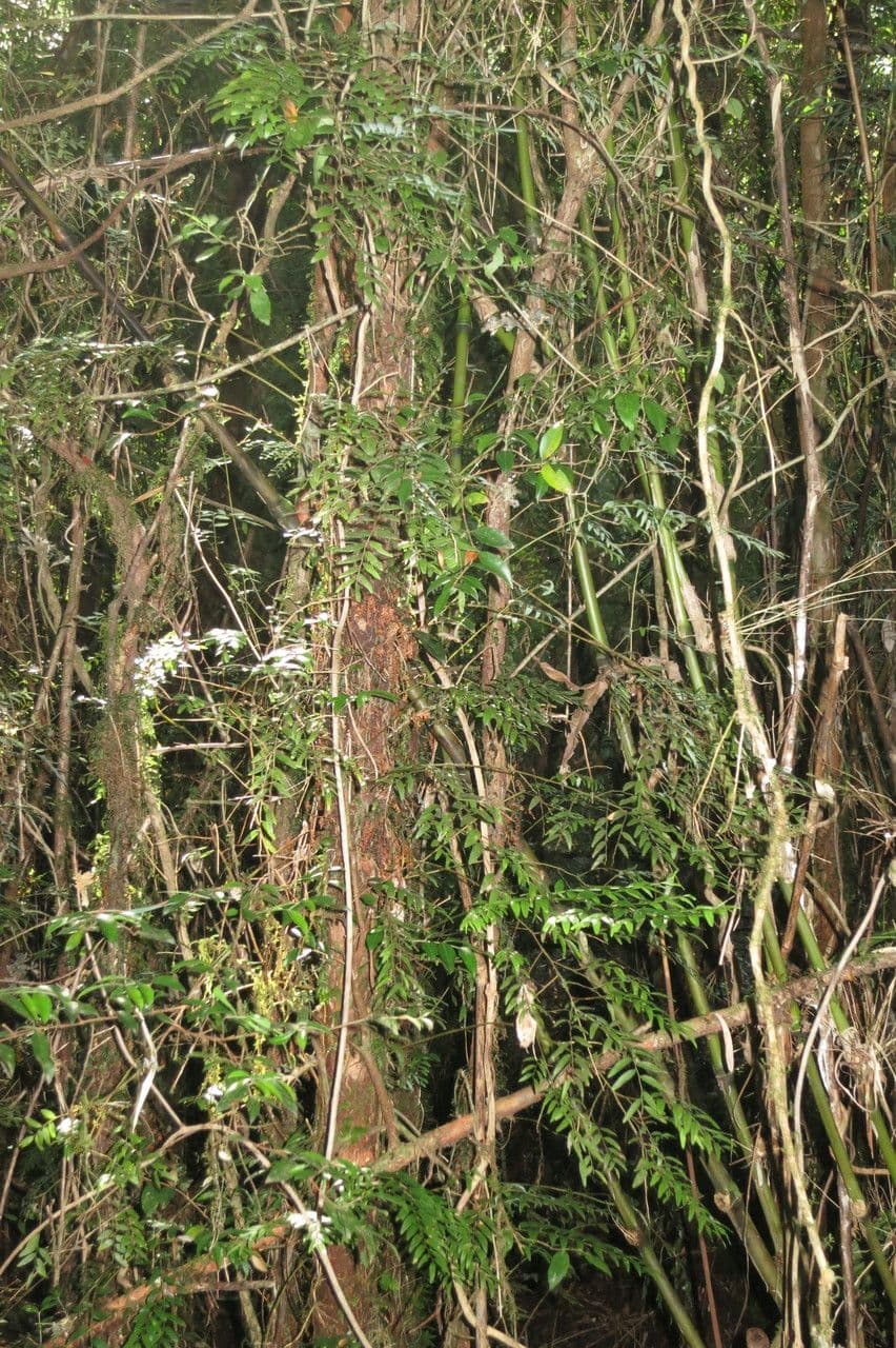 Luzuriaga 6