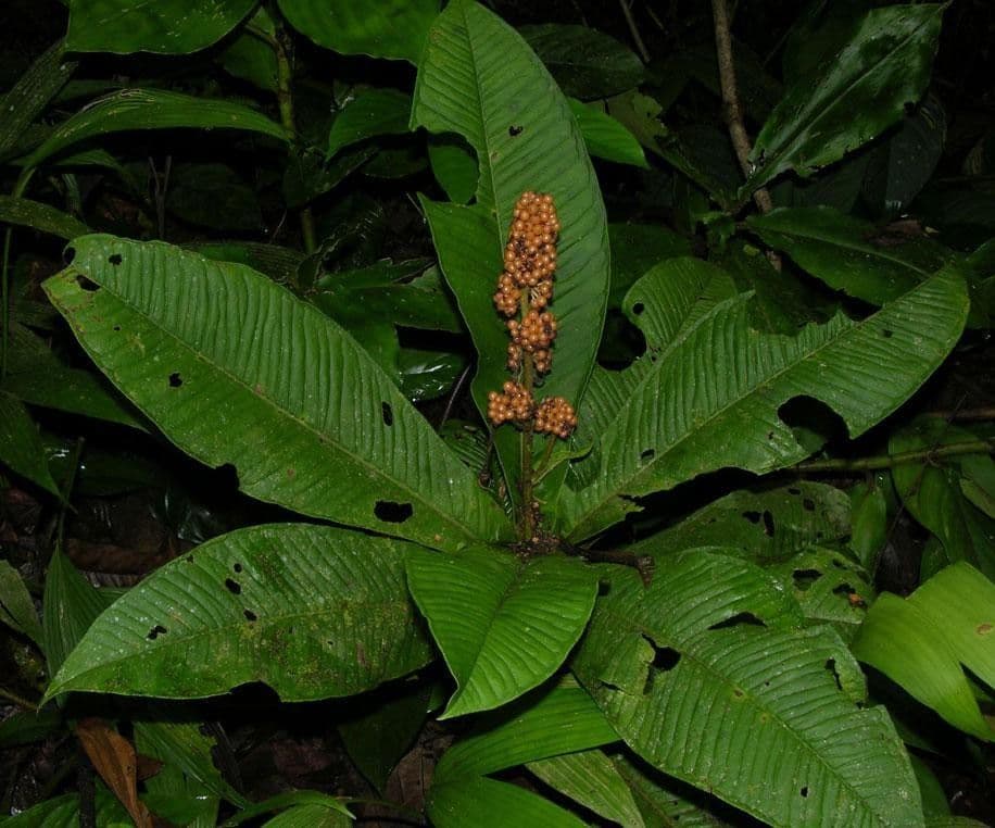 Ardisia 21