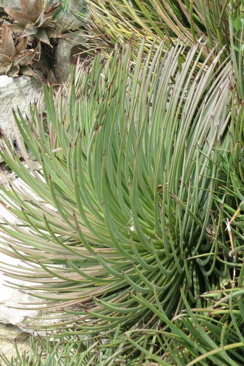 Agave
