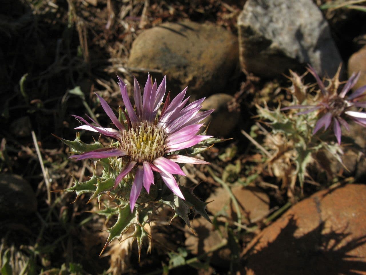 Carlina lanata 13