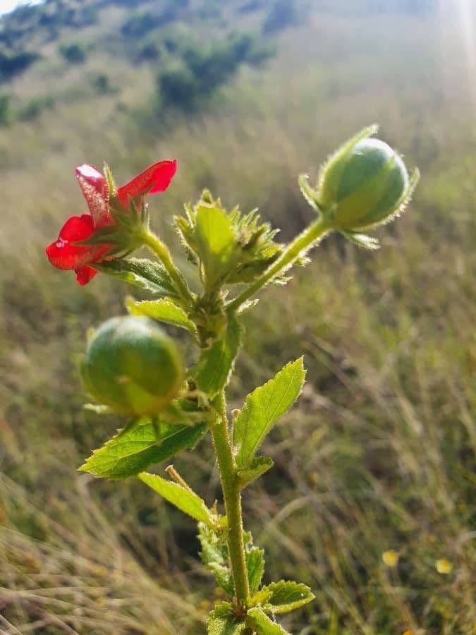 Ibisco 2