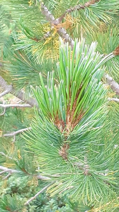 Borovice limba 19
