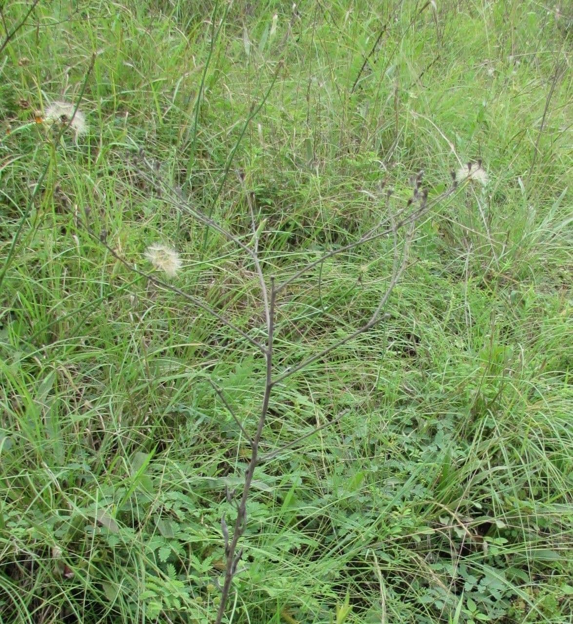 Langblättrige Wildbuchweize 4