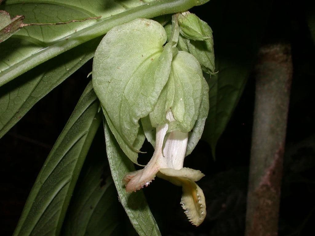 Drymonia 3