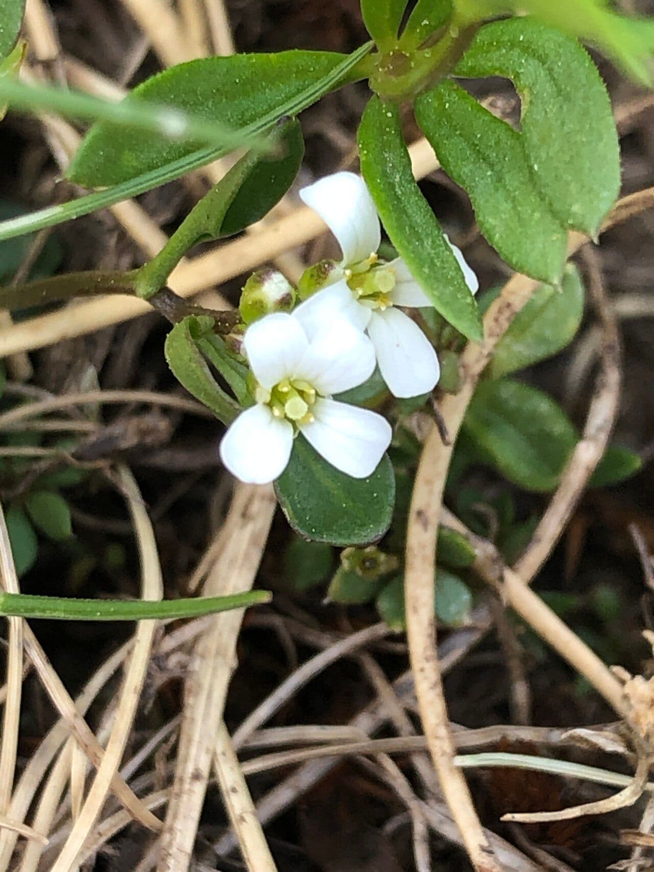 Cardamine bellidifolia 2