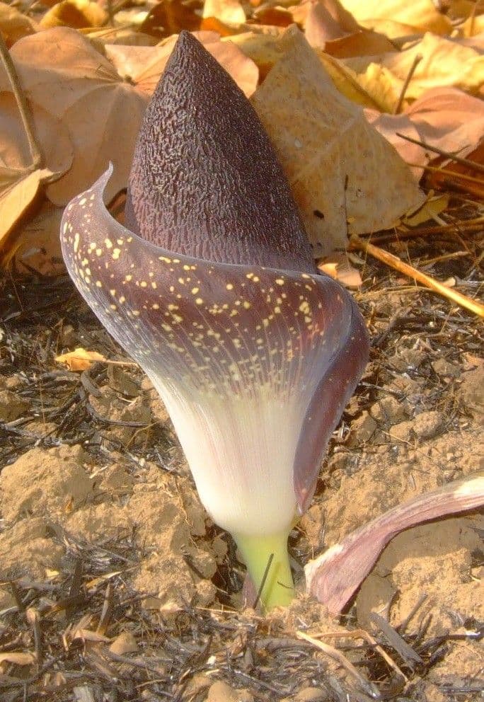 Amorphophallus aphyllo 2