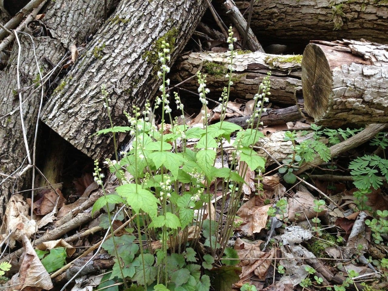 Mitella diphylla 9
