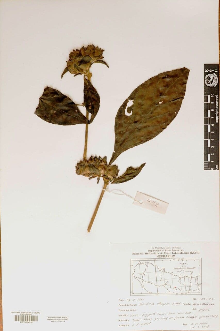 Barleria 12