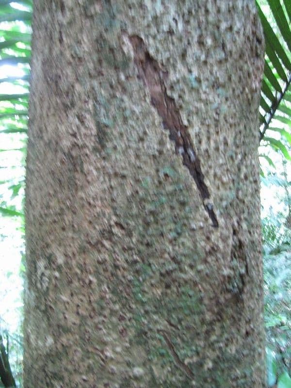 Ocotea 11