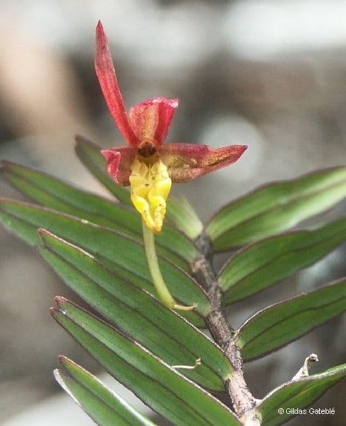 Dendrobium 8