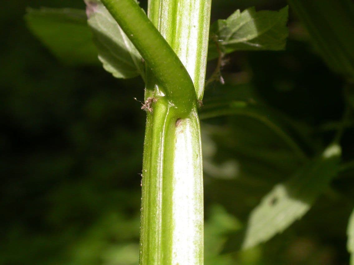 Agastache nepentoide 18