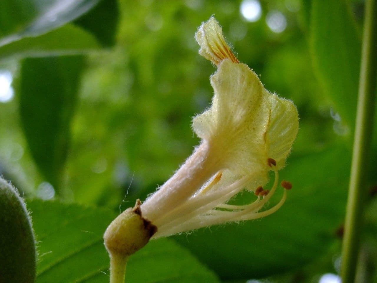 Ippocastano giallo 8