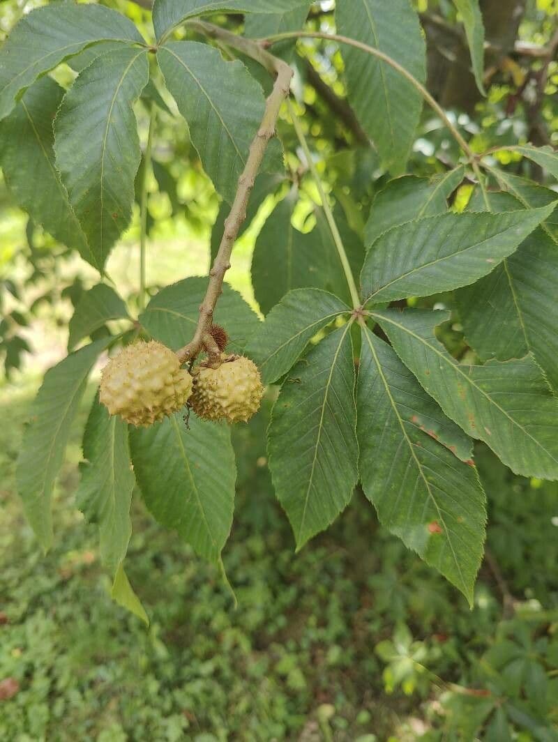 Ippocastano dell'Ohio