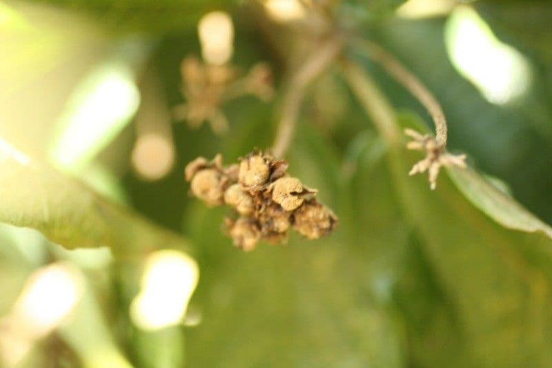 Dombeya 5