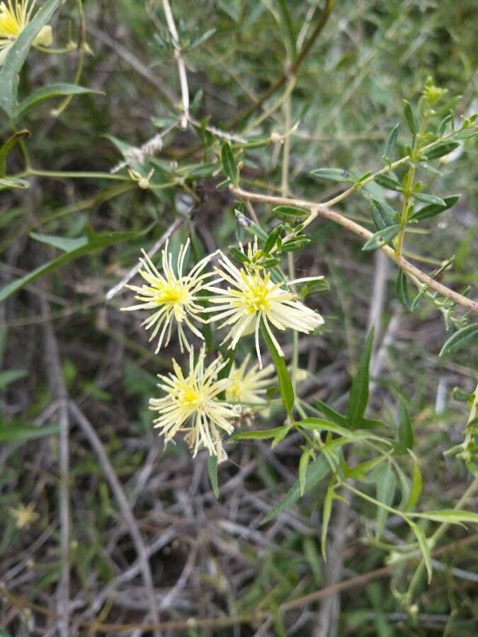Clematis campestris 5